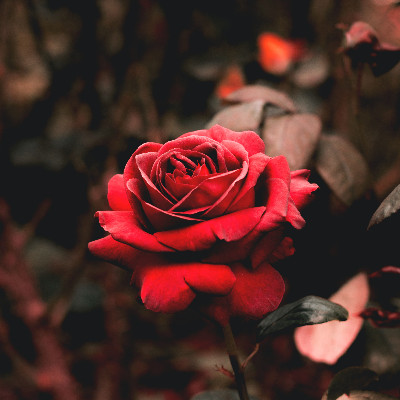 Valentine's Day